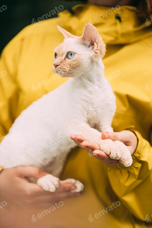 Preview: Cats Portrait. Obedient Devon Rex Cat With Cream Fur Color Sitting On Hands. Curious Playful Funny