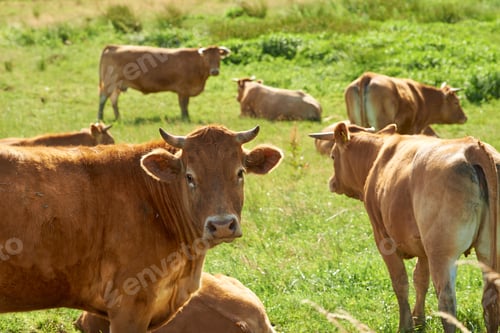 Preview: Grazing in the green pasture. A herd of cows grazing in the green pasture.