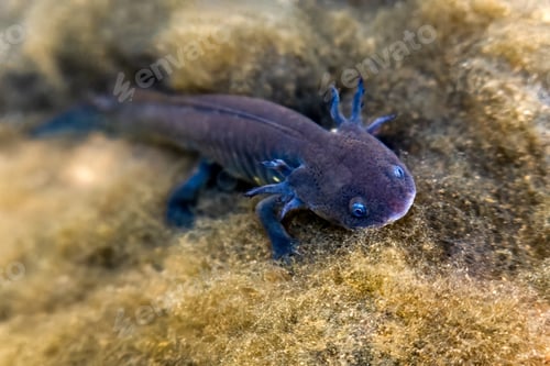 Preview: Grey axolotl in Mexican waters, showcasing its unique terrestrial features and vibrant fin