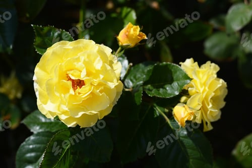 Preview: Beautiful yellow rose flowers blooming outdoors, closeup