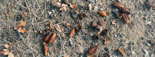 Preview: Pile of raw, assorted nuts scattered in a bed of dried leaves and weeds