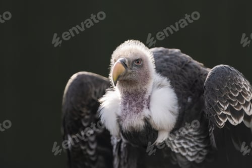 Preview: African vulture (Gyps rueppellii) perched on a tree