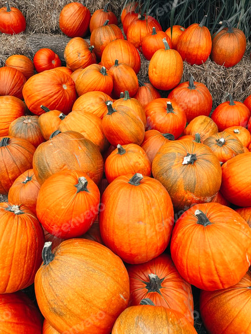 Preview: Pumpkins