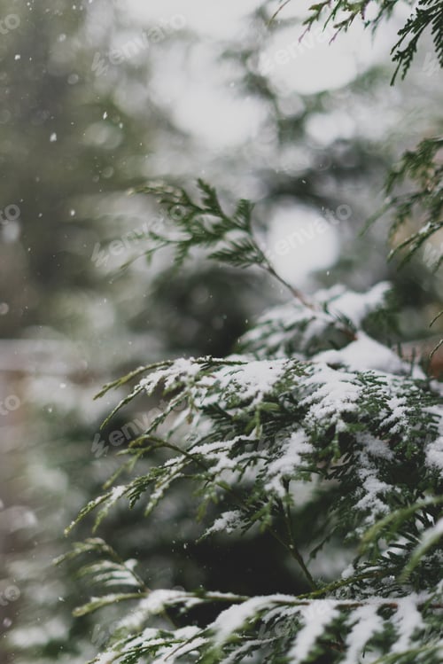 Evergreen Branches Covered in Snow in Winter