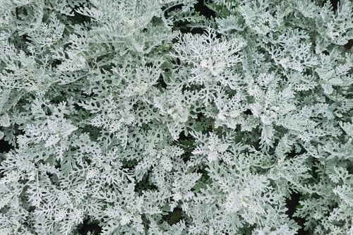 Preview: Jacobaea maritima. Ash dust plant. Gray natural background