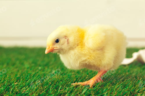 Preview: Little chicken on the grass. creative photo