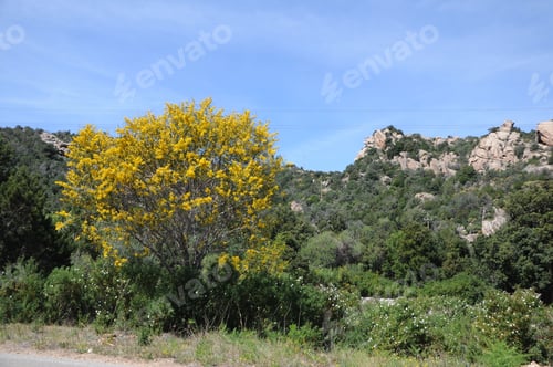 Preview: Scenic landscape with trees bearing yellow flowers
