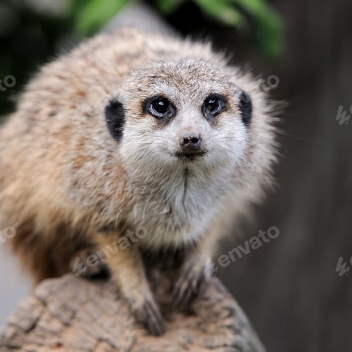 Preview: Close meerkat on branch