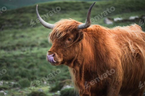 Preview: Furry highland cow in Isle of Skye, Scotland