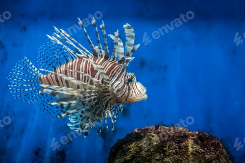 Preview: Lion fish and rock