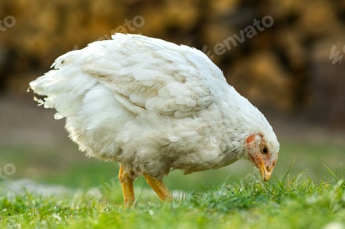 Preview: Hen feed on traditional rural barnyard. Close up of chicken standing on barn yard with green grass