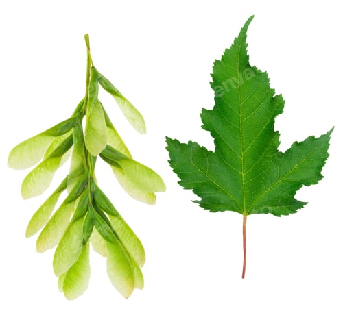 Preview: Maple leaf and seeds