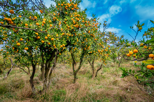 Preview: Mandarin Orchard with Ripe Orange Fruits