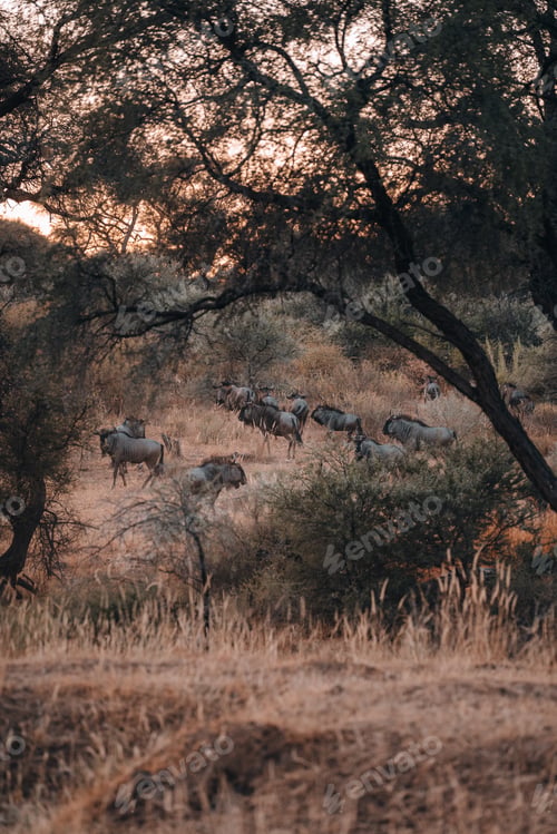 Preview: Wildlife group of wildebeest in Namibia during sunrise, golden hour