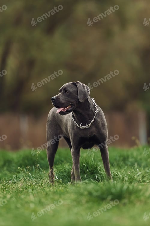 Preview: Standing on the green grass. Portrait of dog with short black fur that is having a walk outdoors