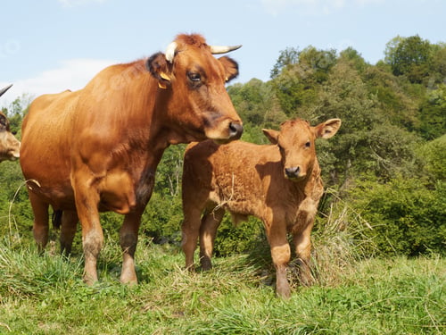 Preview: cute calf next to mum cow in a meadow, free range grases, animal well-being concept