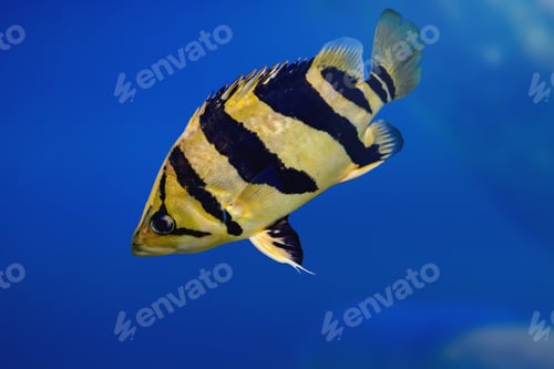 Preview: Indonesian Tiger datnoid (Datnioides microlepis) - Freshwater fish