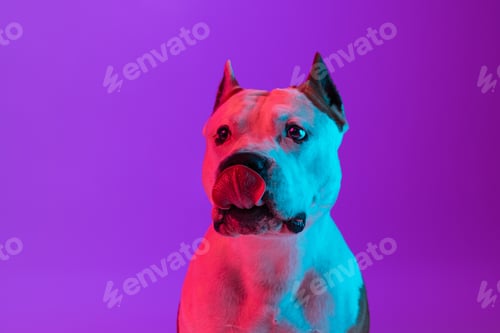 Preview: Close up portrait of purebred dog staffordshire terrier looking awawy isolated over studio