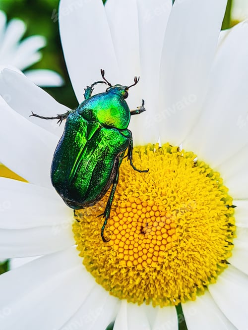 Preview: Big green beetle on a flower