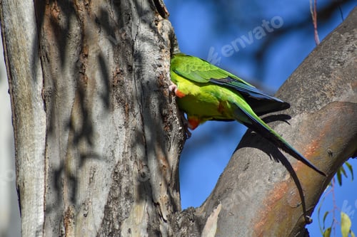 Preview: wild nanday parakeet (Aratinga nenday) in front of his tree hollow