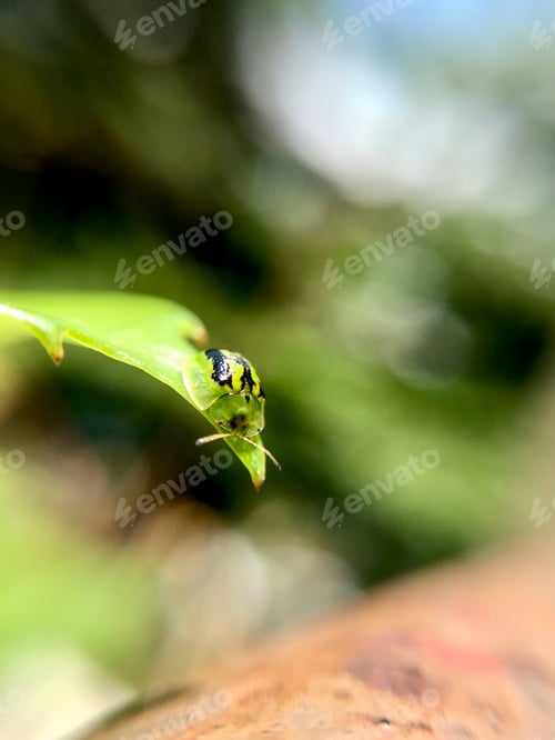 Preview: A green bug lays on green leaf