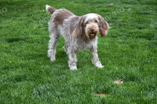 Preview: Cute dog