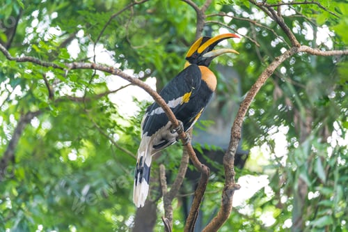 Preview: Hornbills, bird on the tree