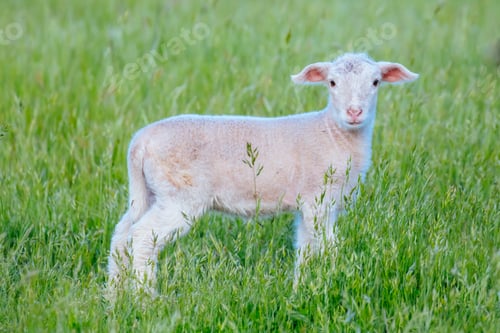 Preview: Family of Sheep in Australia