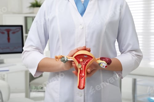 Preview: Gynecologist demonstrating model of female reproductive system in clinic, closeup
