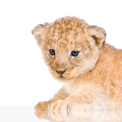 Preview: Lion Cub lying down