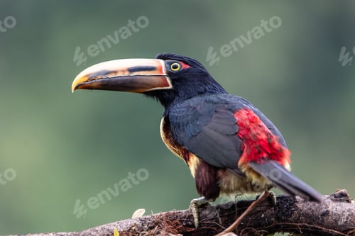 Preview: closeup Fiery-billed Aracari Toucan (Pteroglossus frantzii) in the Jungle of Mindo, Ecuador