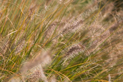 Preview: Natural autumn background. Abstract background of dried ornamental herbs