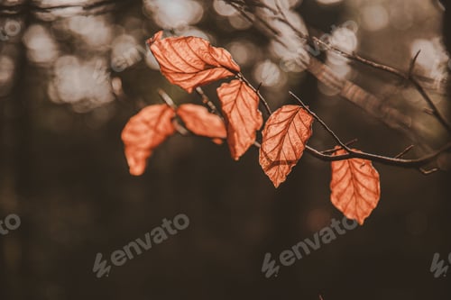 Preview: Closeup of dried leaves on a branch in autumn