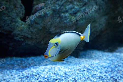 Preview: purdy fish swimming in marine aquarium