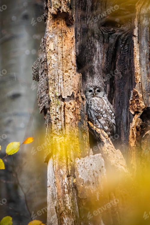 Preview: Tawny owl hiding in hallow of tree in autumn nature