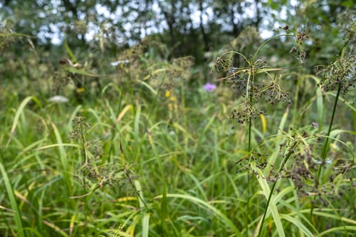 Preview: Grass and wildflowers on a blurred background of trees and blue sky