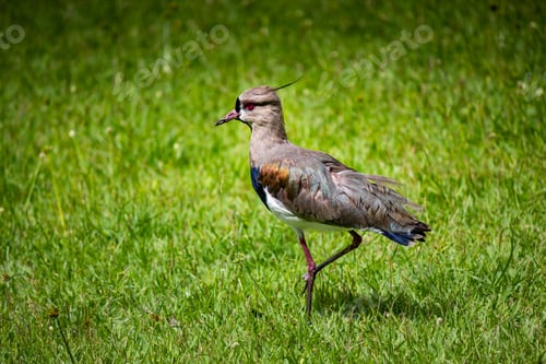 Preview: Bird