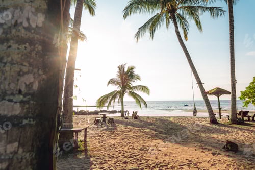 Preview: Palm trees on an island by the beach in the morning