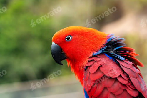 Preview: eclectus parrot or eclectus roratus portrait