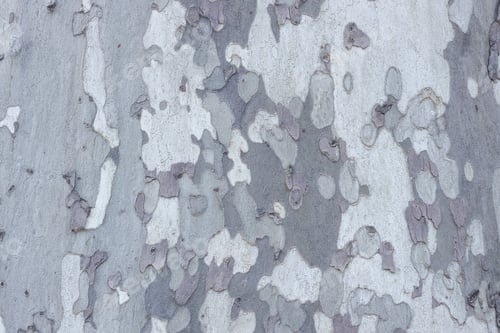 Preview: tree bark texture background surface