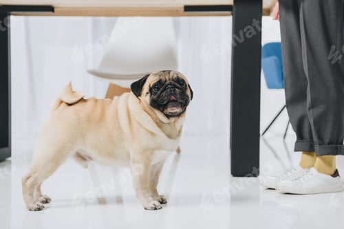Preview: Cute pug dog with his owner in cozy room