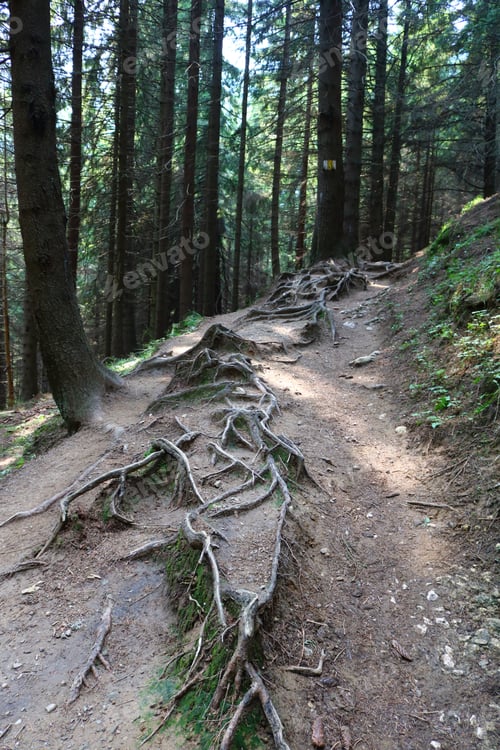 Preview: Old and big tree roots while enjoying the light of sun