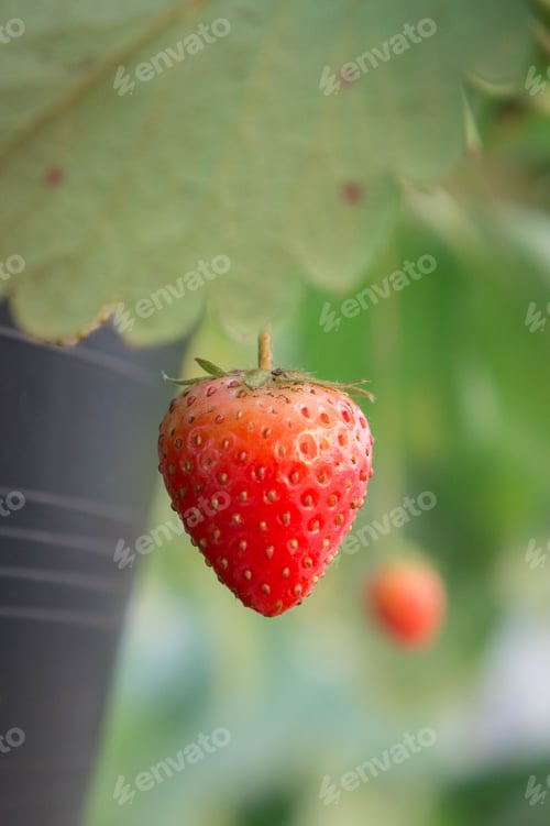 Preview: strawberry in the garden