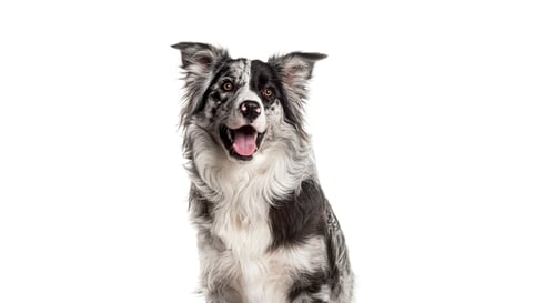 Preview: Head shot of a Alert border collie seated on white background