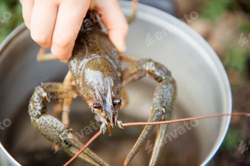 Preview: Man holds a crayfish in his hand