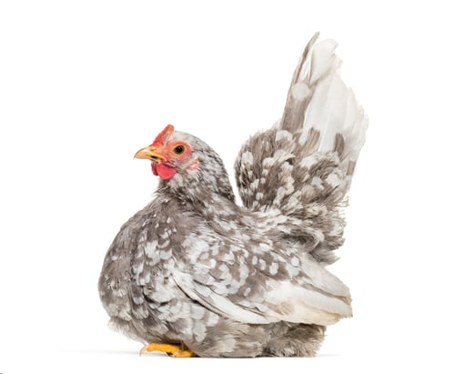Preview: Japanese bantam or Chabo, true bantam breed, sitting against white background