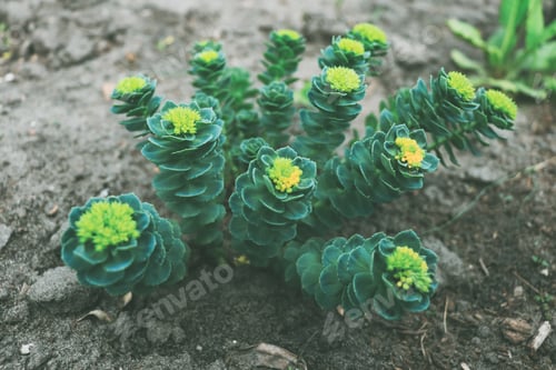 Preview: Elongated green succulents Crassula marnieriana with yellow flowers grow outdoors