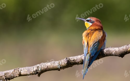 Preview: European bee-eater, merops apiaster. A bird sitting on a branch on a beautiful flat background