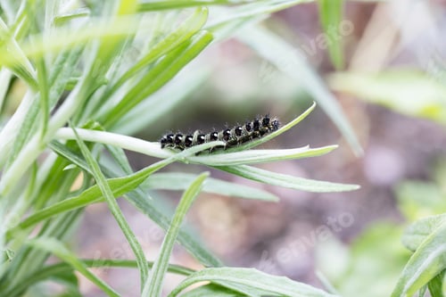 Preview: Painted Lady Catepillar