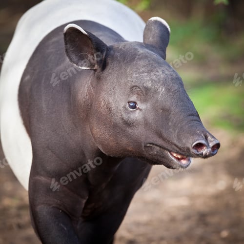 Preview: Malayan Tapir, also called Asian Tapir (Tapirus indicus)